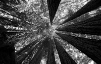 Look Into My Sky